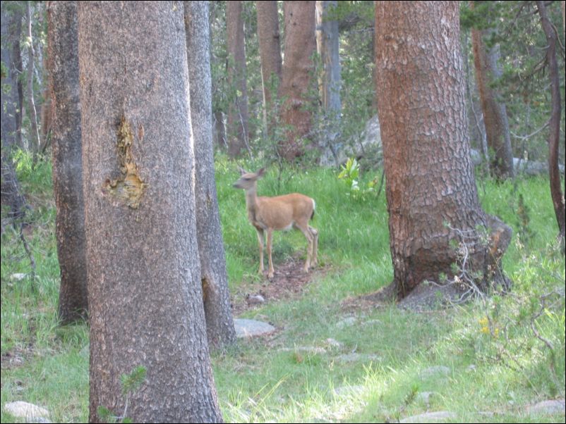 2005-08-20 Lyell (62) deer coming out at night